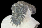 Bargain, Crotalocephalina Trilobite Fossil #67879-2